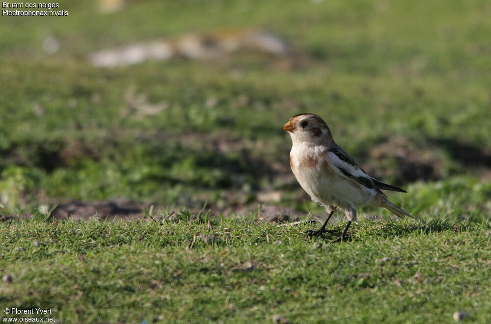 Snow Bunting, identification, Behaviour