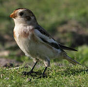 Snow Bunting