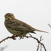 Corn Bunting