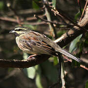 Cirl Bunting