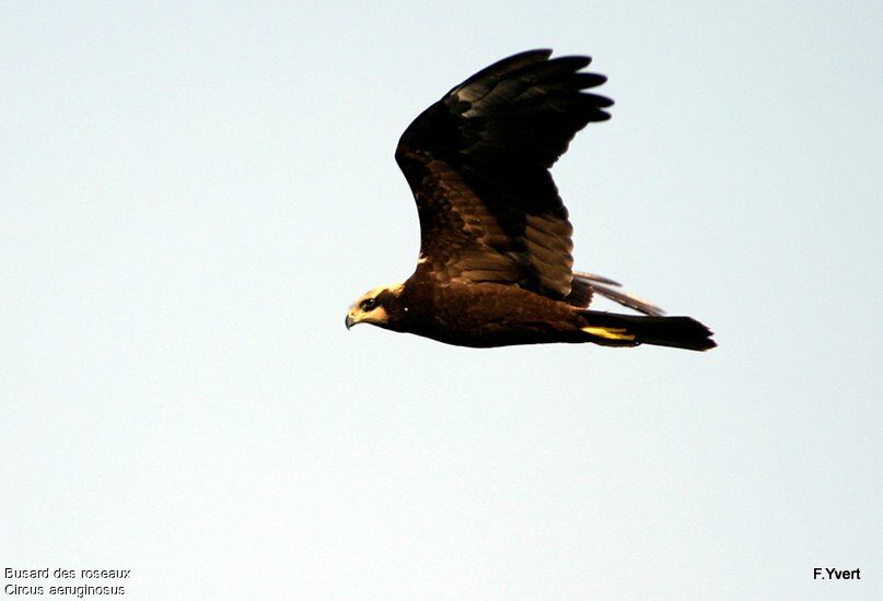 Western Marsh Harrierimmature, Flight