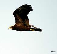 Western Marsh Harrier