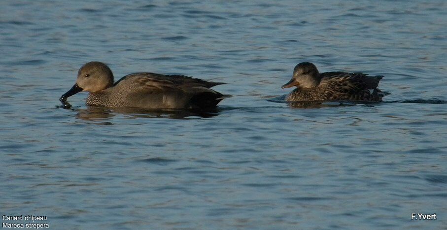 Gadwall , identification