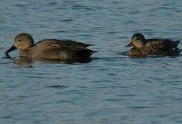 Canard chipeau