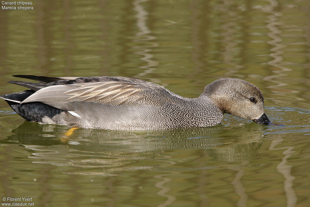 Canard chipeau mâle adulte nuptial, identification, Comportement