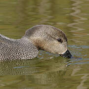 Canard chipeau