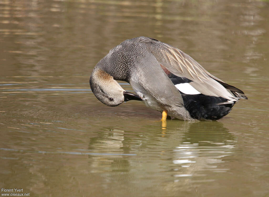 Canard chipeau mâle adulte nuptial, soins, Comportement