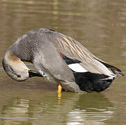 Gadwall