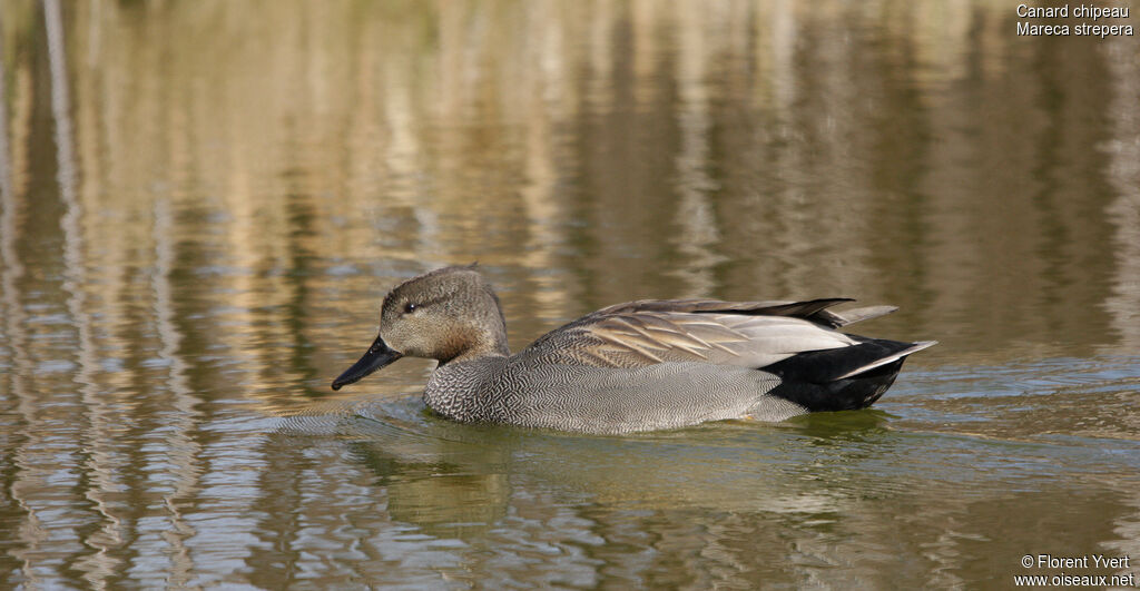 Gadwall male adult breeding