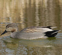 Gadwall