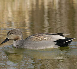 Canard chipeau