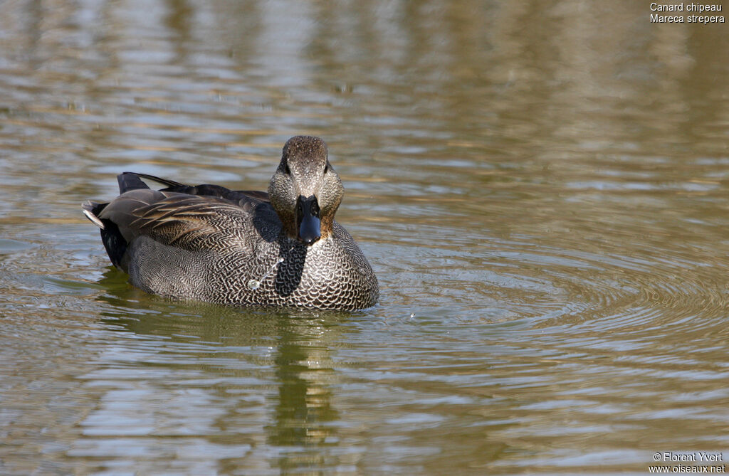 Canard chipeau mâle adulte nuptial