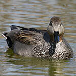 Canard chipeau