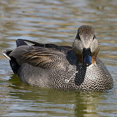 Canard chipeau