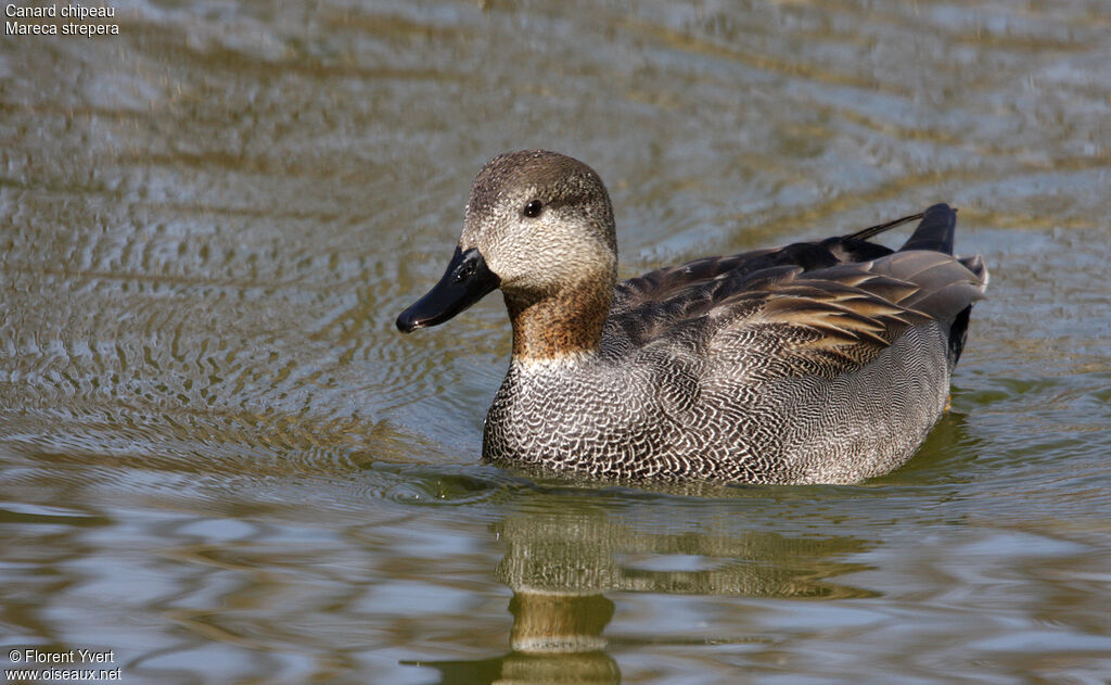 Canard chipeau mâle adulte nuptial, identification