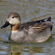 Canard chipeau