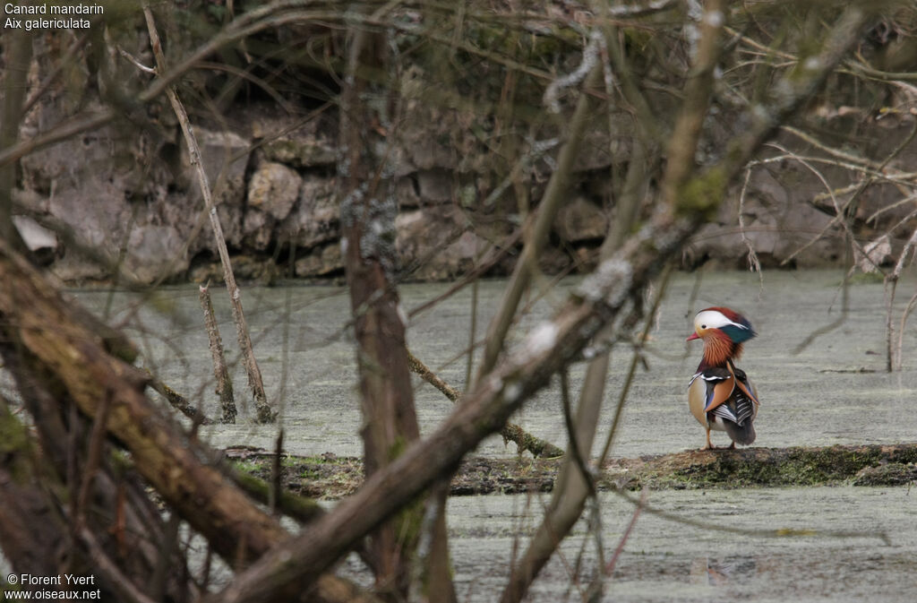 Mandarin Duck male adult, Reproduction-nesting, Behaviour