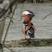 Mandarin Duck