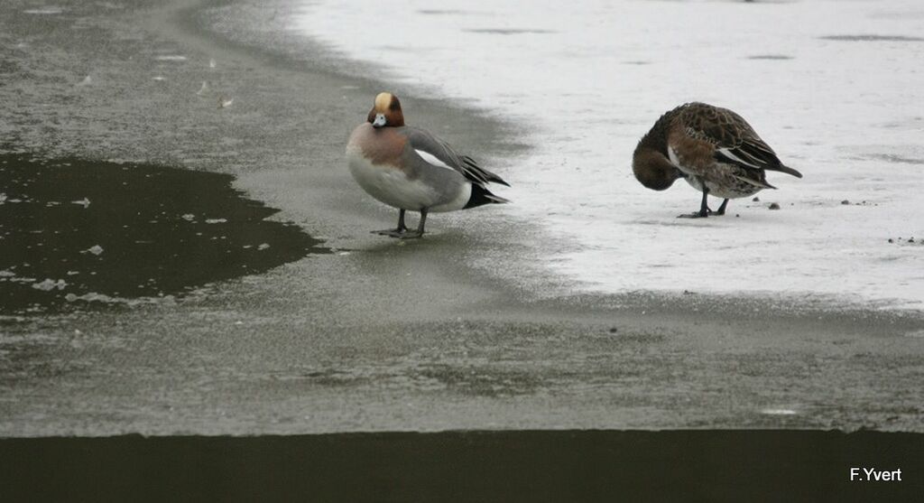 Canard siffleur