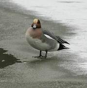 Eurasian Wigeon