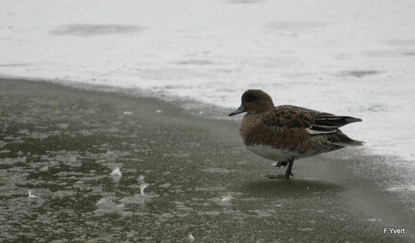 Canard siffleur