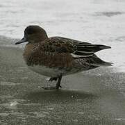 Eurasian Wigeon