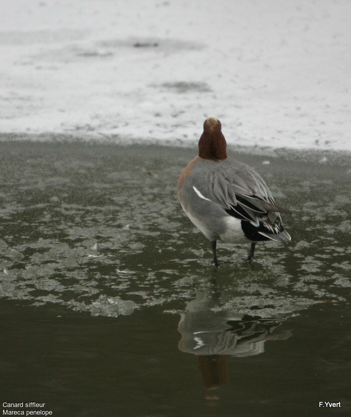 Eurasian Wigeon male adult, identification