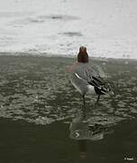 Eurasian Wigeon