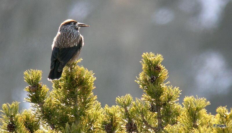 Spotted Nutcracker