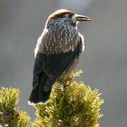 Spotted Nutcracker