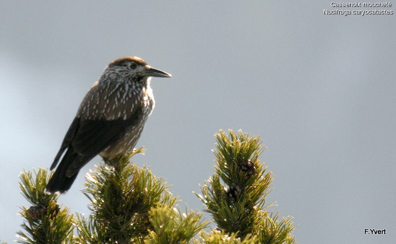 Cassenoix mouchetéadulte, identification