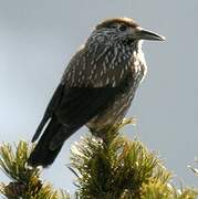 Spotted Nutcracker