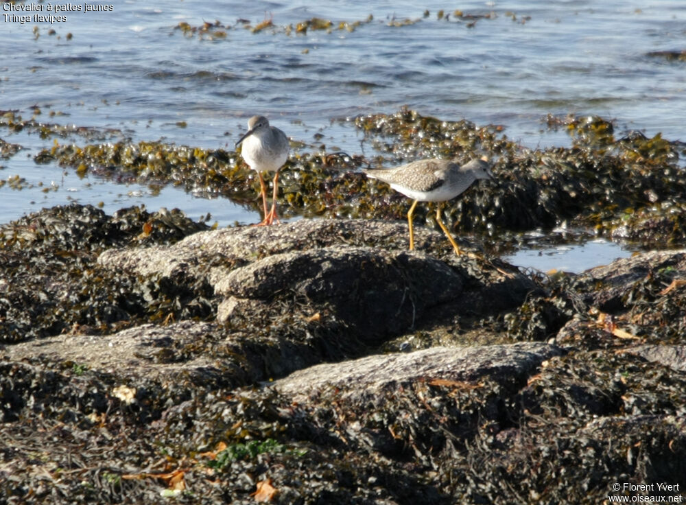 Chevalier à pattes jaunesimmature, identification