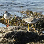 Lesser Yellowlegs