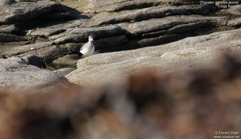 Lesser Yellowlegs, identification