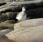 Lesser Yellowlegs