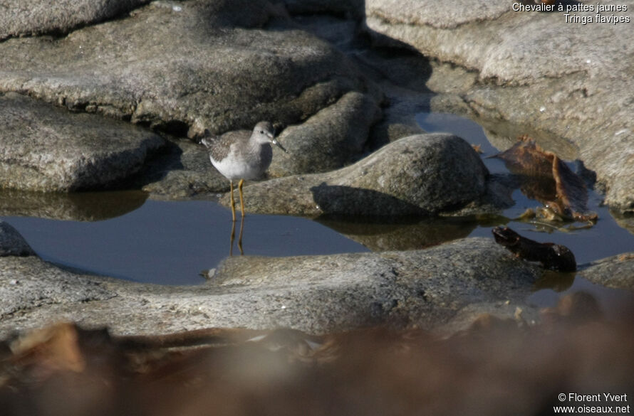 Lesser Yellowlegs, identification