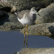 Lesser Yellowlegs