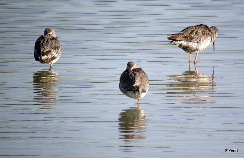 Spotted Redshank