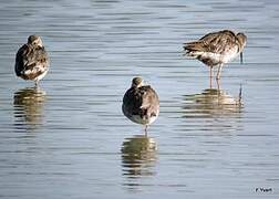 Spotted Redshank