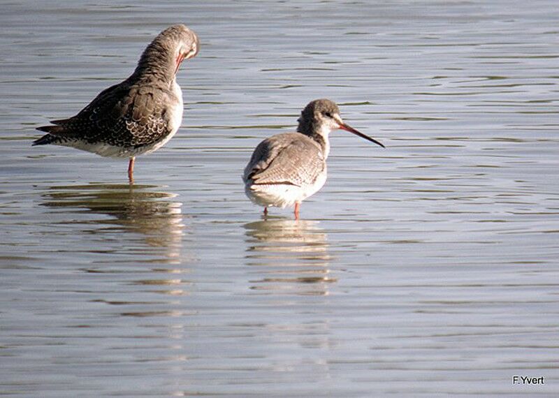 Spotted Redshank