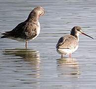 Spotted Redshank