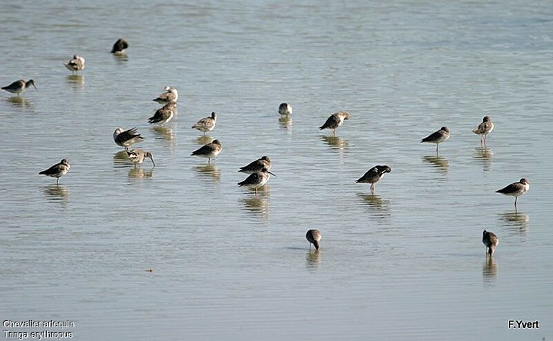 Spotted Redshank, Behaviour