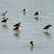 Spotted Redshank