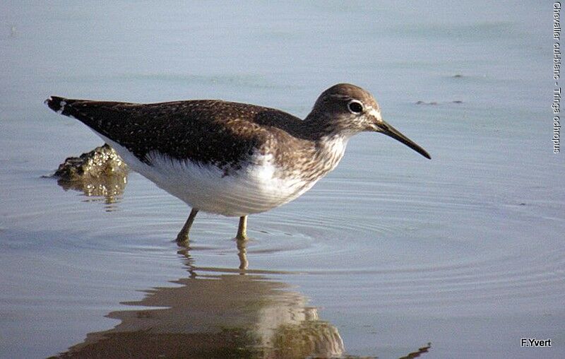 Green Sandpiper, identification, Behaviour