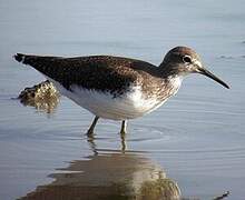 Green Sandpiper