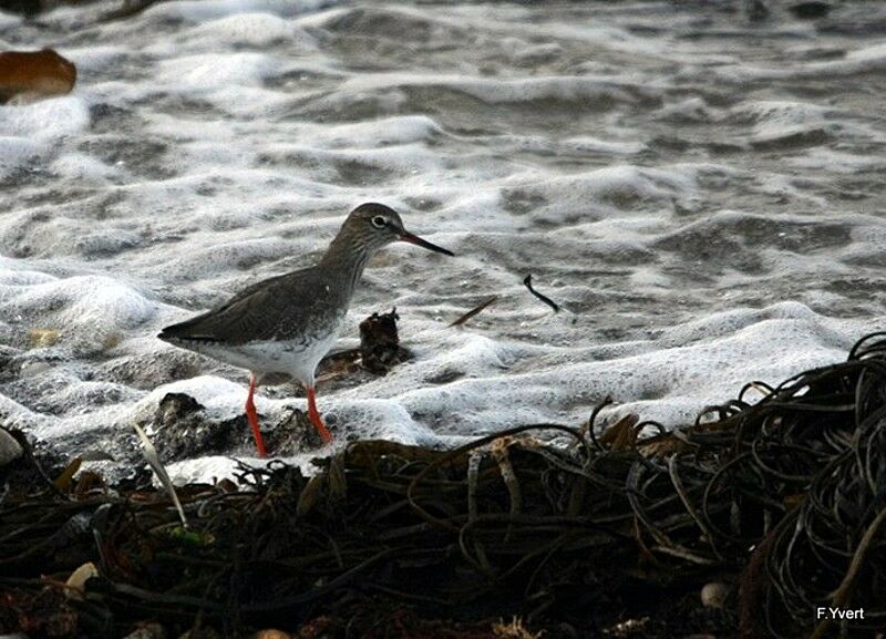 Common Redshank