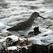 Common Redshank