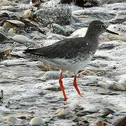 Common Redshank