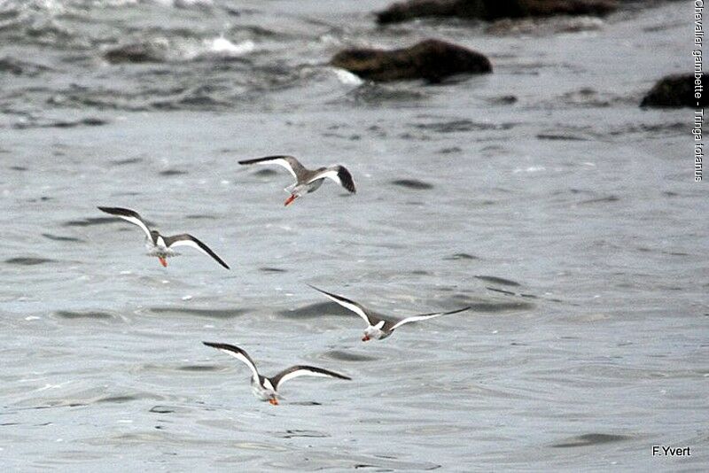 Common Redshank, Flight